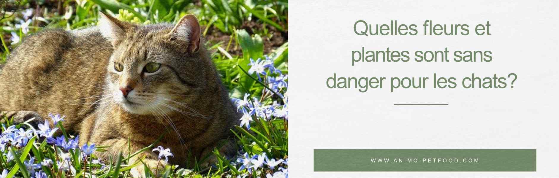 Fleurs et plantes sans danger pour les chats 